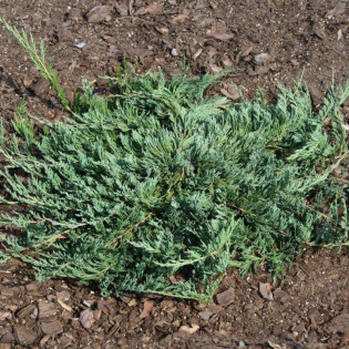 Jałowiec płożący Jade River Juniperus horizontalis 2