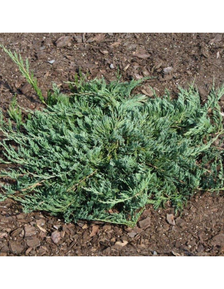 Jade River Jałowiec płożący Juniperus horizontalis