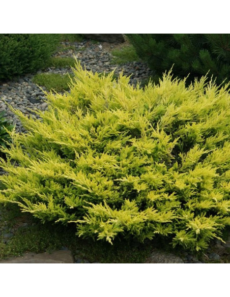 Jałowiec płożący Limeglow Juniperus horizontalis