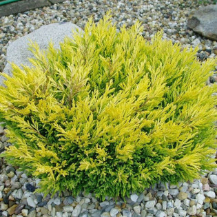 Jałowiec płożący Limeglow Juniperus horizontalis 2