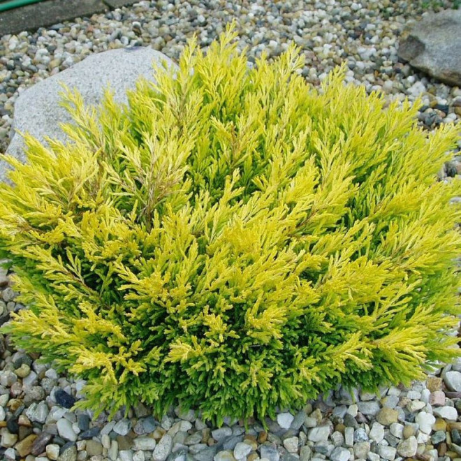 Limeglow Jałowiec płożący Juniperus horizontalis Limeglow Jałowiec płożący Juniperus horizontalis
