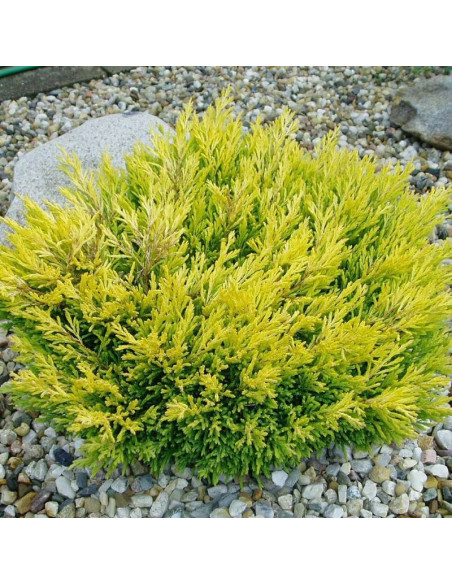 Limeglow Jałowiec płożący Juniperus horizontalis