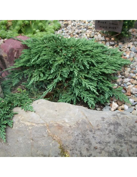 Jałowiec płożący Pancake Juniperus horizontalis