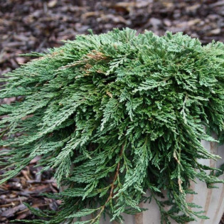 Jałowiec płożący Pancake Juniperus horizontalis 2
