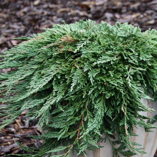 Pancake Jałowiec płożący Juniperus horizontalis Pancake Jałowiec płożący Juniperus horizontalis
