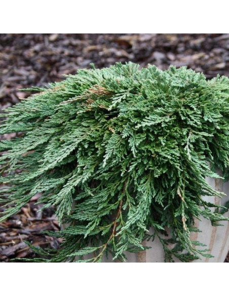 Pancake Jałowiec płożący Juniperus horizontalis