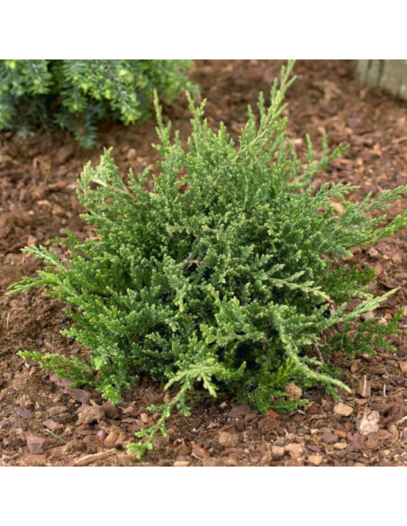 Jałowiec płożący Prince of Wales Juniperus horizontalis