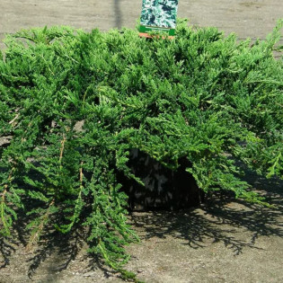 Jałowiec płożący Prince of Wales Juniperus horizontalis 2
