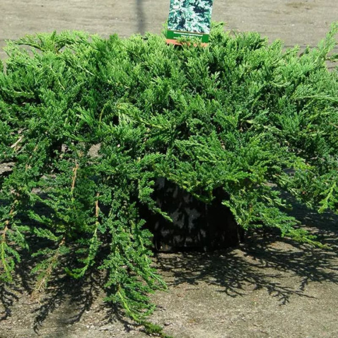 Prince of Wales Jałowiec płożący Juniperus horizontalis Prince of Wales Jałowiec płożący Juniperus horizontalis