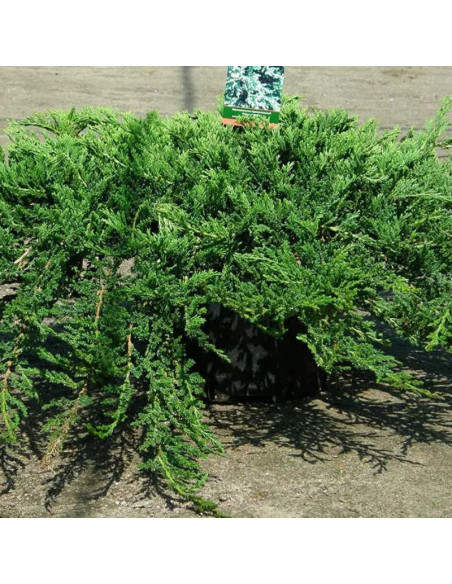 Prince of Wales Jałowiec płożący Juniperus horizontalis