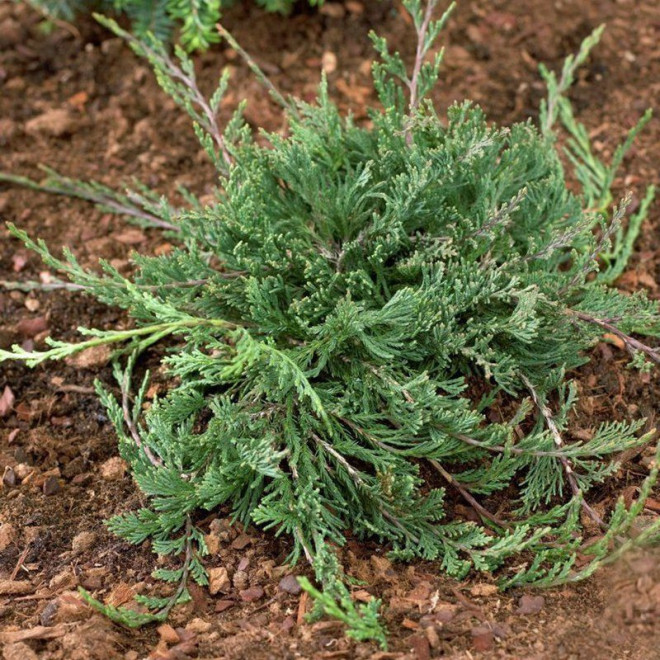 Jałowiec płożący Prostrata Juniperus horizontalis - Szkółka Florela