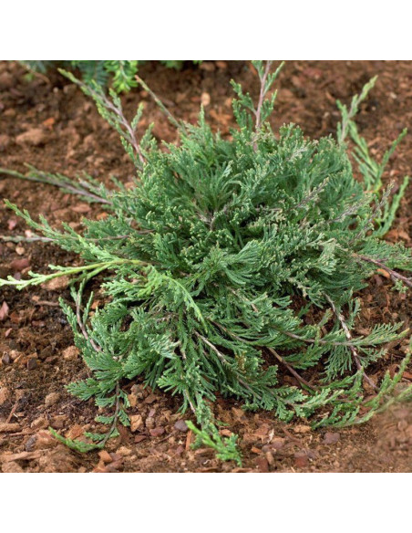 Jałowiec płożący Prostrata Juniperus horizontalis - Szkółka Florela