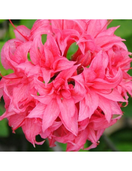 Azalia wielkokwiatowa Homebush Rhododendron (Knaphill)