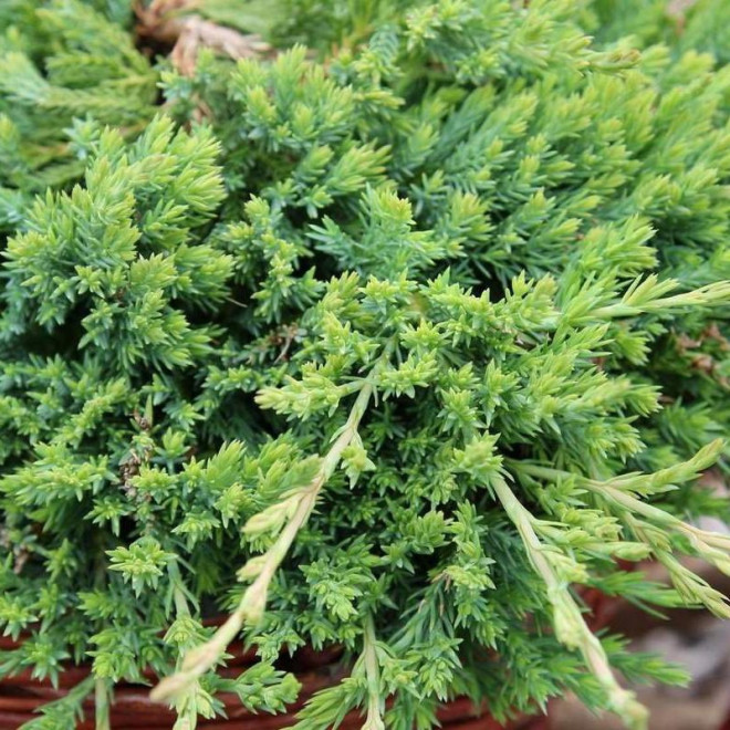 Prostrata Jałowiec płożący Juniperus horizontalis