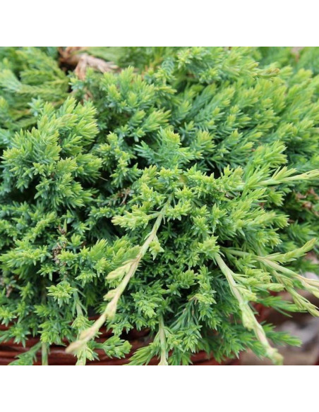 Prostrata Jałowiec płożący Juniperus horizontalis
