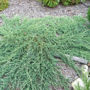Wiltonii Jałowiec płożący Juniperus horizontalis 2