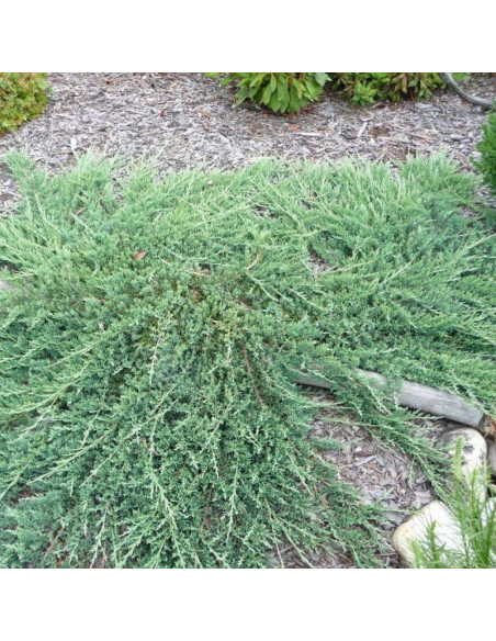 Jałowiec płożący Wiltonii Juniperus horizontalis