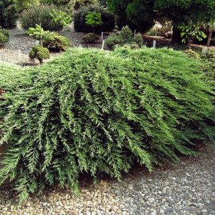 Wiltonii Jałowiec płożący Juniperus horizontalis