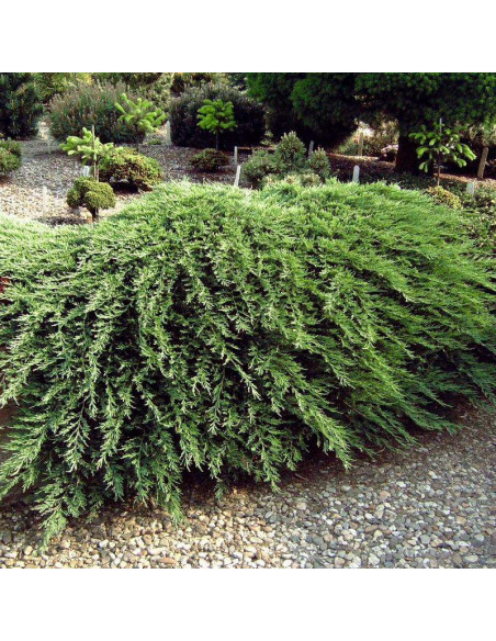 Wiltonii Jałowiec płożący Juniperus horizontalis