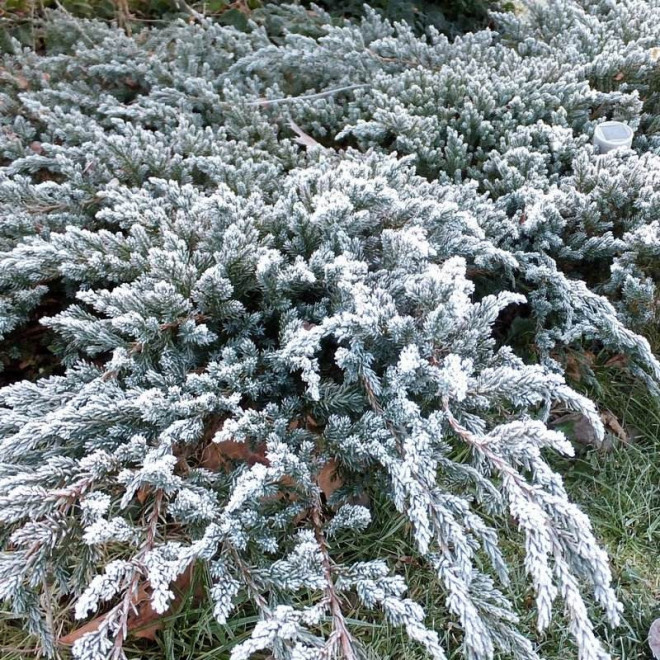 Jałowiec płożący Winter Blue Juniperus horizontalis