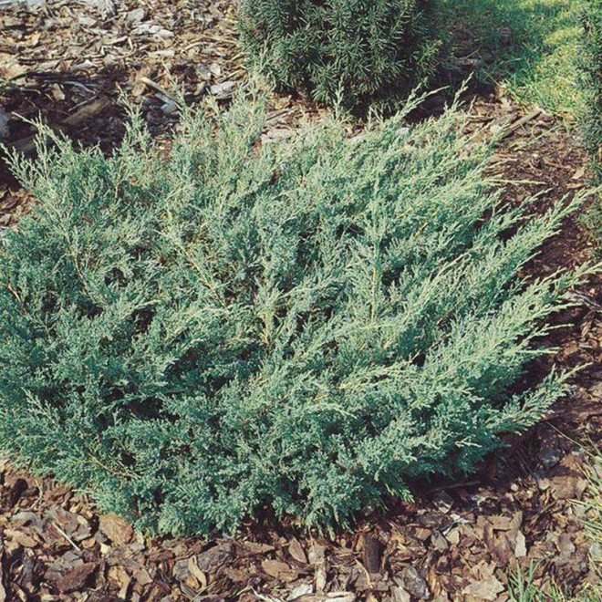 Yukon Belle Jałowiec płożący Juniperus horizontalis