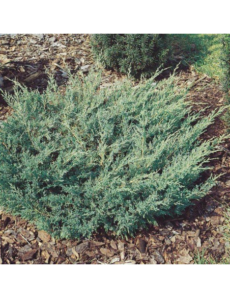 Yukon Belle Jałowiec płożący Juniperus horizontalis