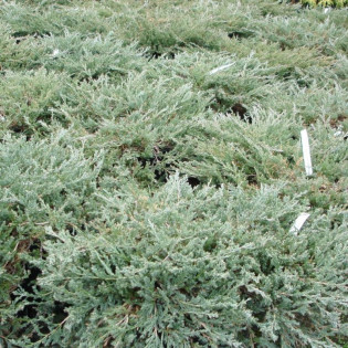 Yukon Belle Jałowiec płożący Juniperus horizontalis 2