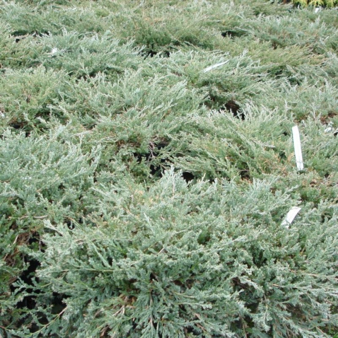 Jałowiec płożący Yukon Belle Juniperus horizontalis Jałowiec płożący Yukon Belle Juniperus horizontalis