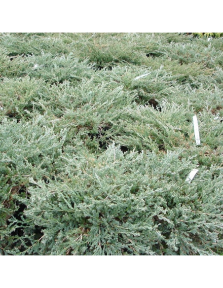 Jałowiec płożący Yukon Belle Juniperus horizontalis