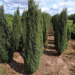 Jałowiec pospolity Arnold Juniperus communis