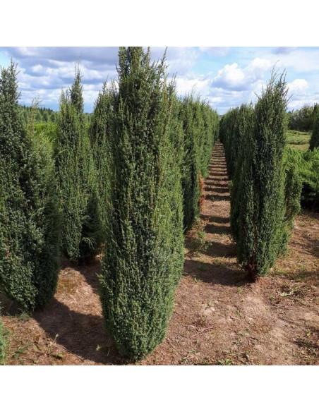 Jałowiec pospolity Arnold Juniperus communis