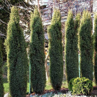 Jałowiec pospolity Arnold Juniperus communis 2