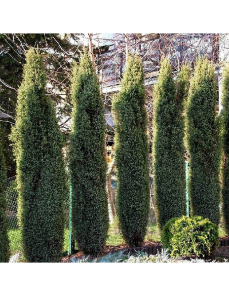 Arnold Jałowiec pospolity Juniperus communis