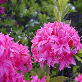 Azalia wielkokwiatowa Homebush Rhododendron (Knaphill) 2