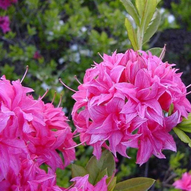 Rhododendron (Knaphill) Azalia wielkokwiatowa Homebush