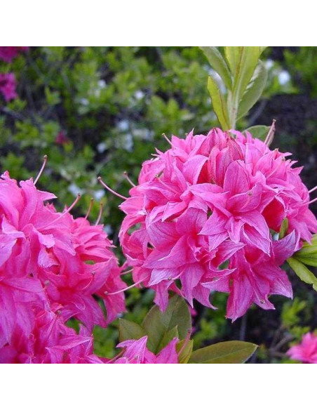 Rhododendron (Knaphill) Azalia wielkokwiatowa Homebush