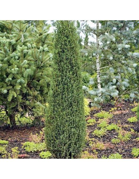 Jałowiec pospolity Compressa Juniperus communis