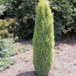 Jałowiec pospolity Compressa Juniperus communis 2