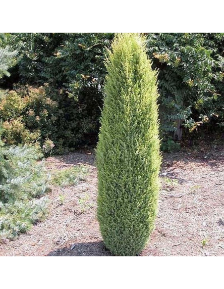 Compressa Jałowiec pospolity Juniperus communis