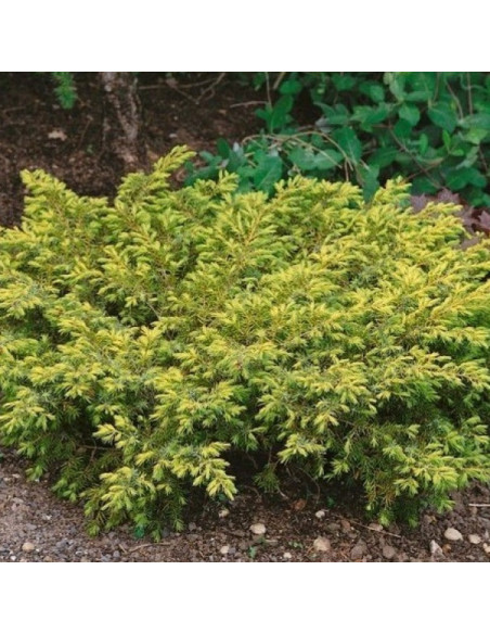 Depressa Aurea Jałowiec pospolity Juniperus communis