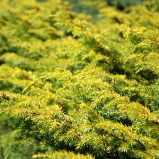 Depressa Aurea Jałowiec pospolity Juniperus communis 2