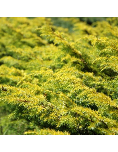 Jałowiec pospolity Depressa Aurea Juniperus communis