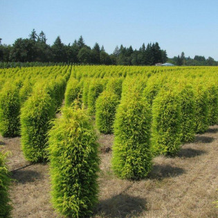 Jałowiec pospolity Gold Cone Juniperus communis