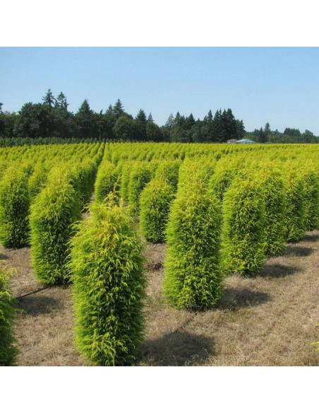Jałowiec pospolity Gold Cone Juniperus communis