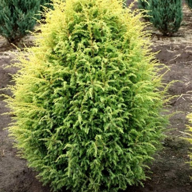 Gold Cone Jałowiec pospolity Juniperus communis
