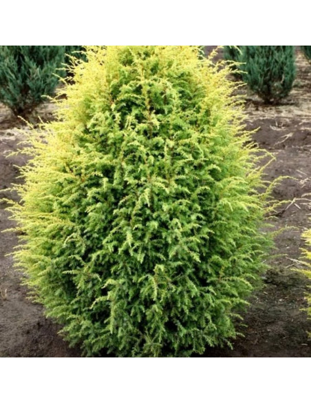Gold Cone Jałowiec pospolity Juniperus communis