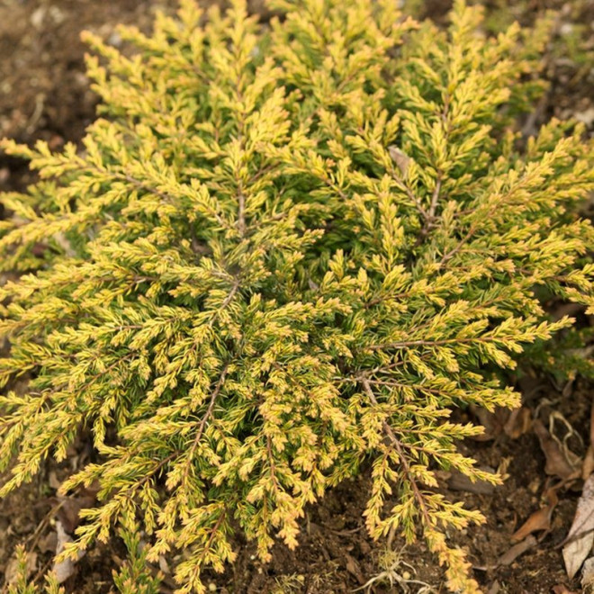 Jałowiec pospolity Goldschatz Juniperus communis