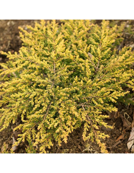 Jałowiec pospolity Goldschatz Juniperus communis