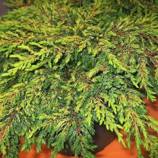 Jałowiec pospolity Goldschatz Juniperus communis 2