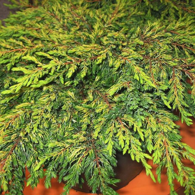 Goldschatz Jałowiec pospolity Juniperus communis Goldschatz Jałowiec pospolity Juniperus communis